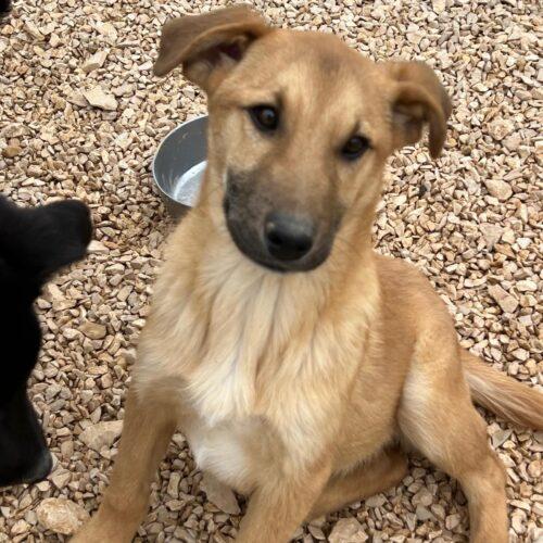 Calliope - Femmina  - 4 Mesi E Mezzo (Nata Indicativamente A Fine Agosto 2025)  Razza: Meticcio – Simil Lupoide  